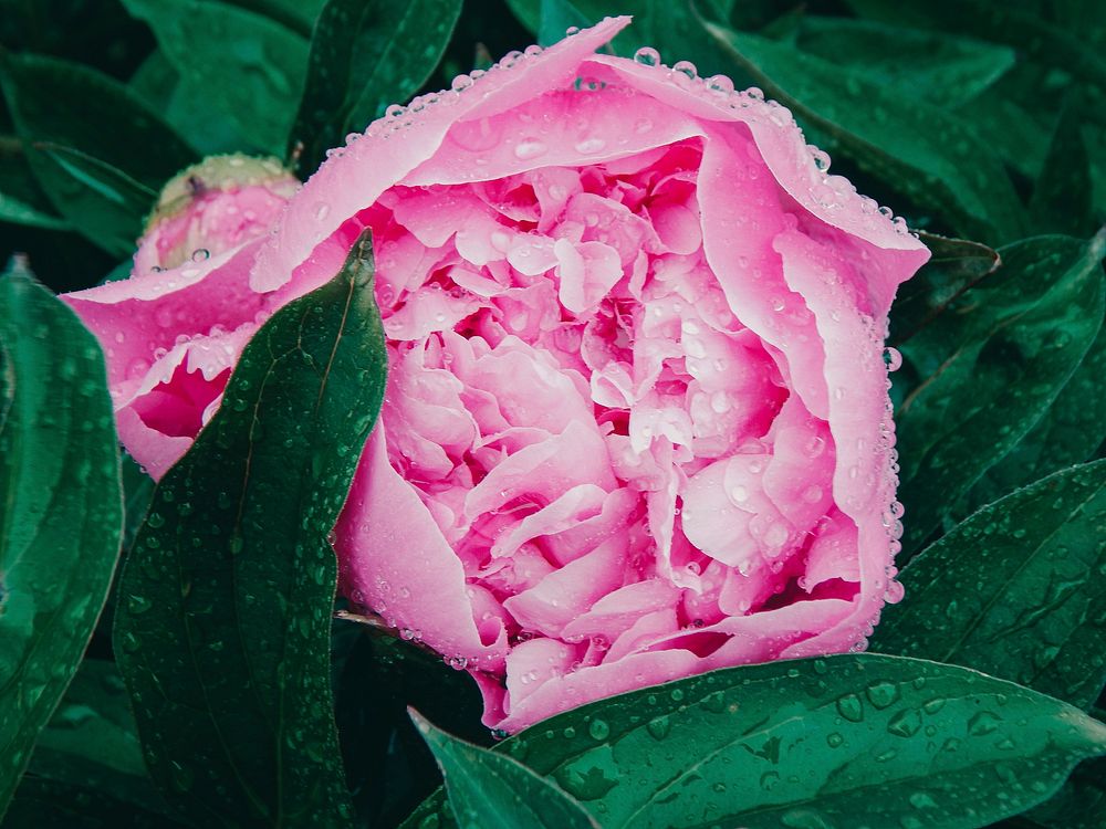 Free pink peony image, public domain flower CC0 photo.