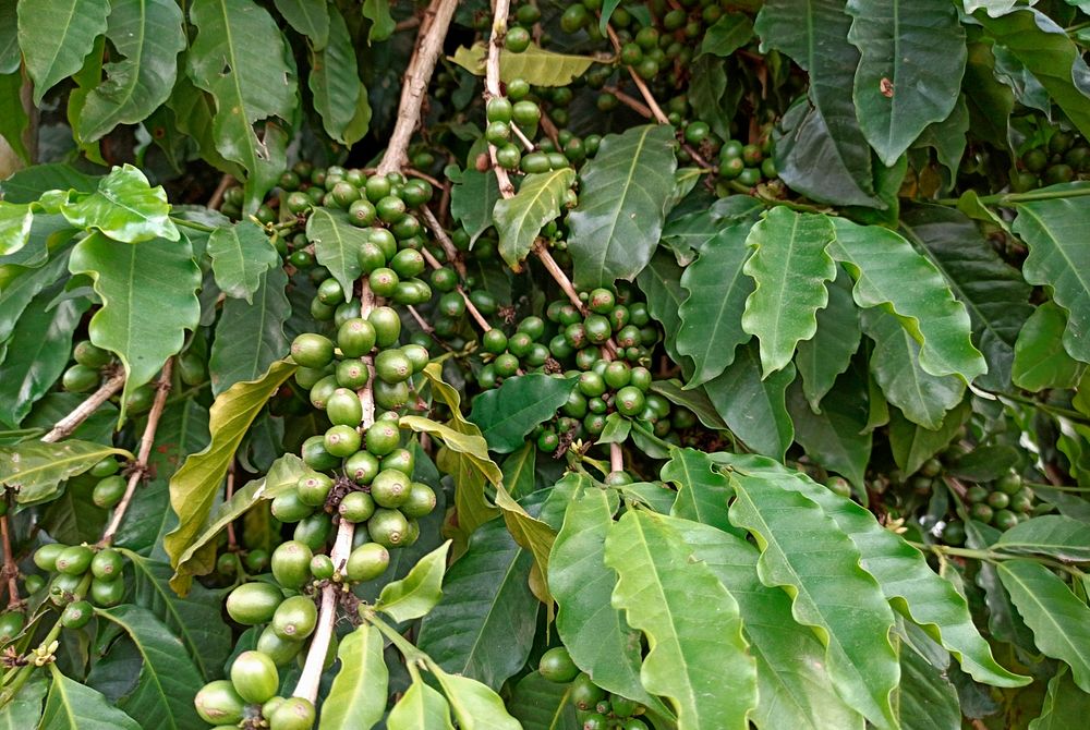 Free fresh raw coffee beans photo, public domain drink CC0 image.