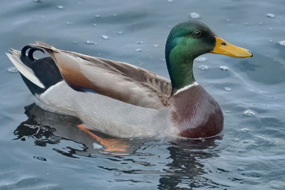 Free mallard duck floating on water image, public domain animal CC0 photo.