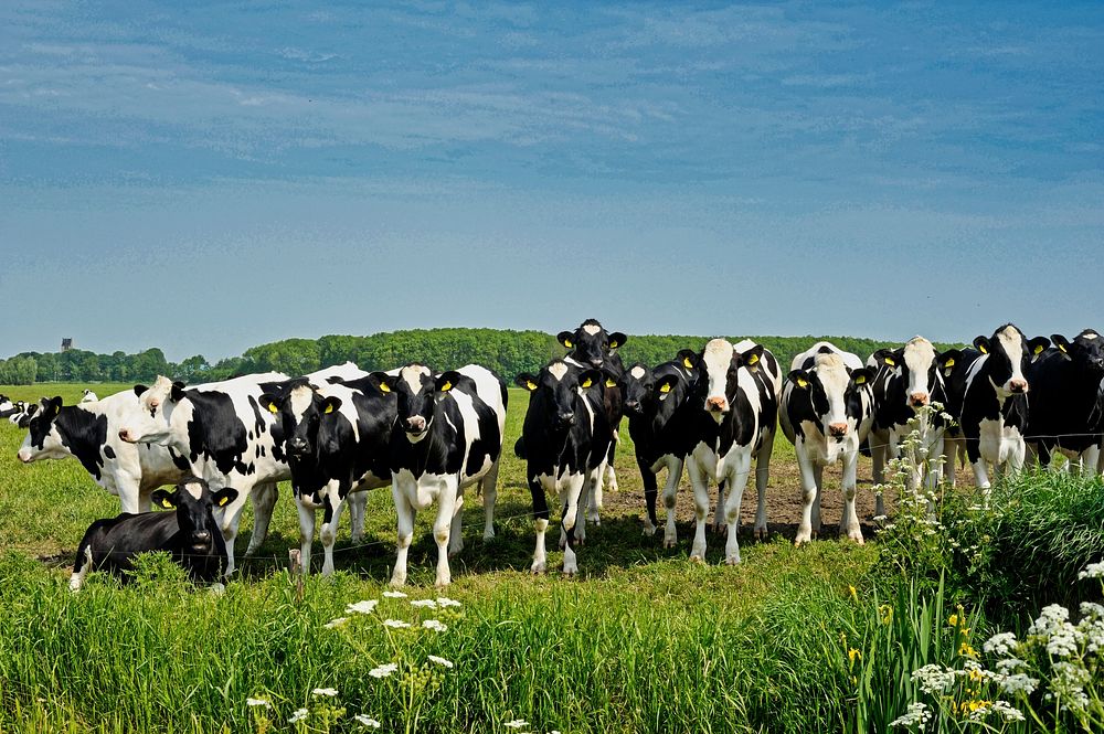 Free spotted cows standing on grass field image, public domain animal CC0 photo.