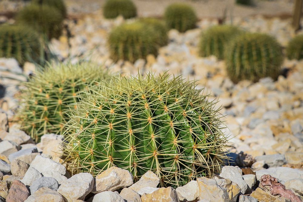 Free cactus image, public domain plant CC0 photo.