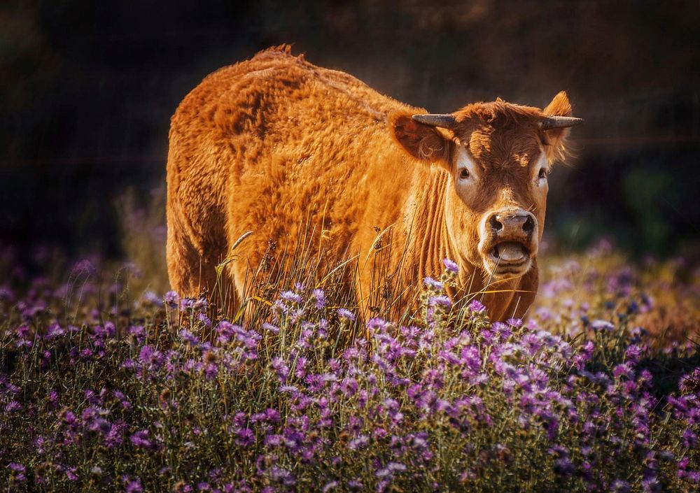 Free cow standing on flower field image, public domain animal CC0 photo.