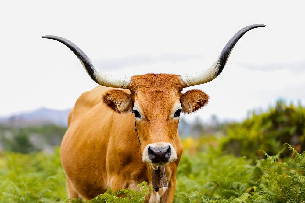 Free cachena cattle image, public domain animal CC0 photo.