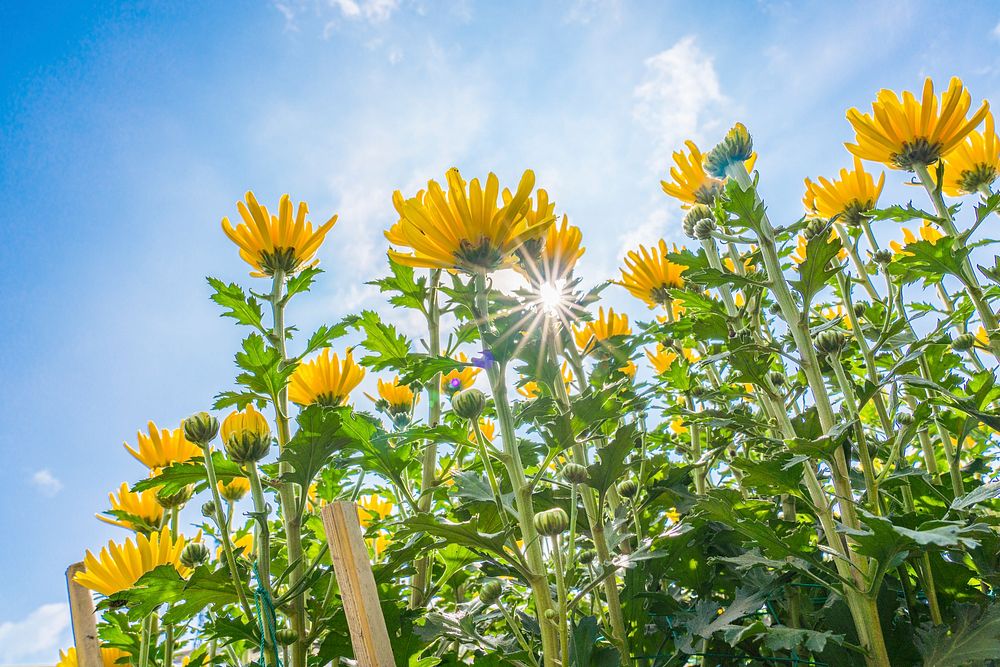 Free yellow chrysanthemum image, public domain flower CC0 photo.