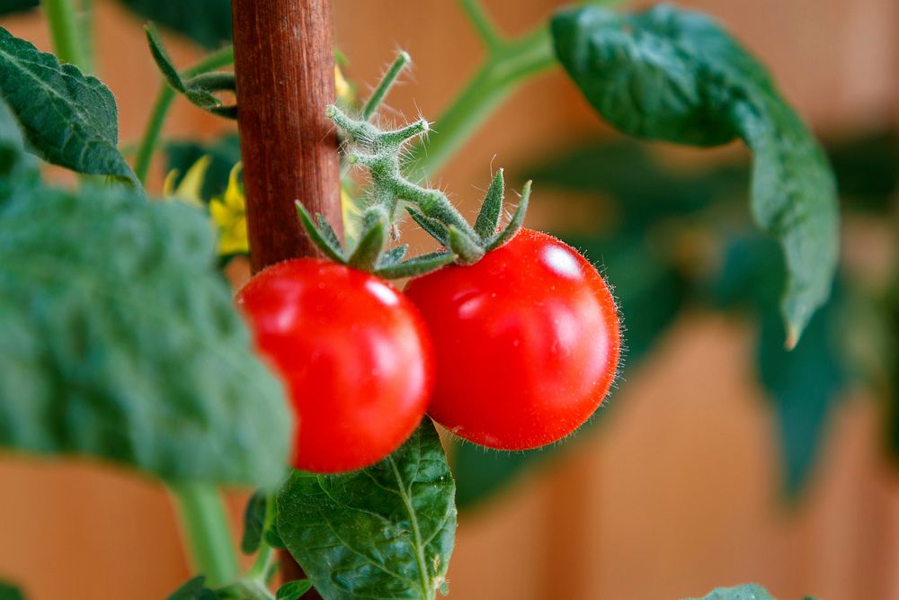 Free closeup shot on growing cherry tomatoes photo, public domain CC0 image.