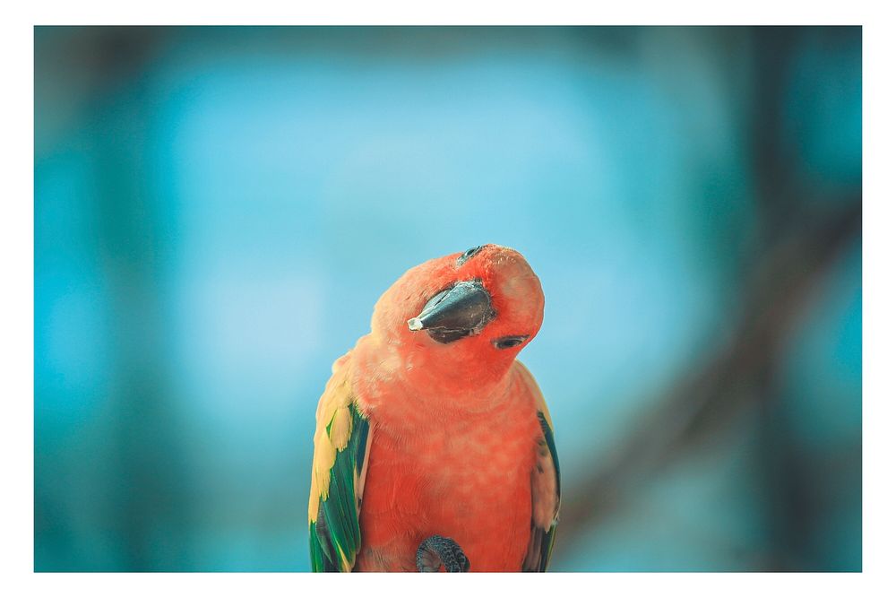 Free parrot with blur background portrait photo, public domain animal CC0 image.