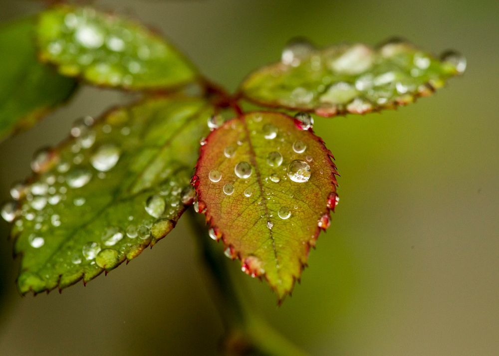 Free leaves of a tree with water droplets photo, public domain nature CC0 image.