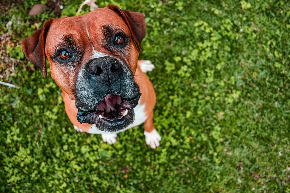 Free bulldog standing on grass field image, public domain animal CC0 photo.