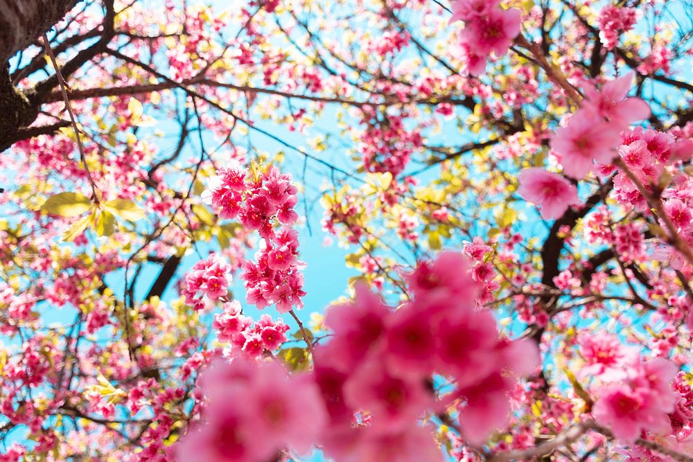 Free cherry blossom image, public domain flower CC0 photo.