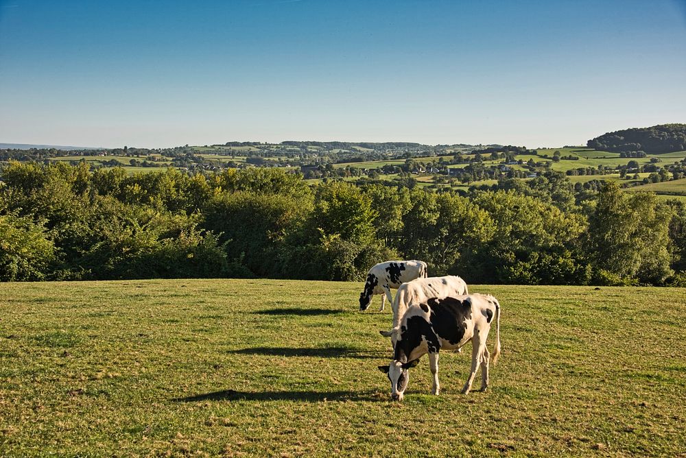 Free cows eating grass image, public domain animals CC0 photo.