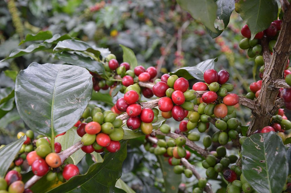 Free fresh raw coffee beans photo, public domain drink CC0 image.