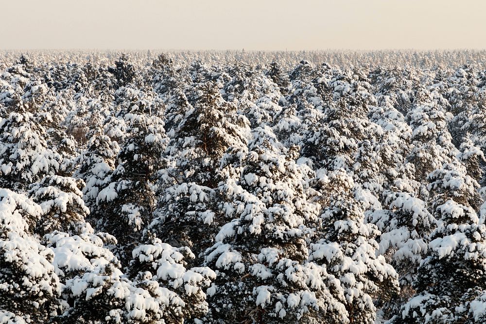 Free snowfall on trees photo, public domain nature CC0 image.