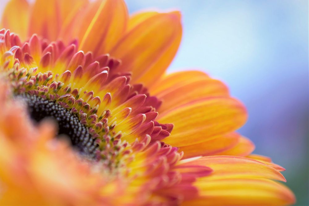 Free orange daisy background image, public domain flower CC0 photo.