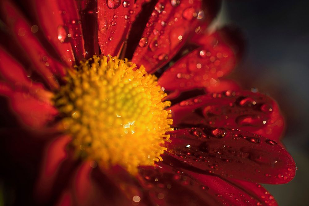 Free red daisy image, public domain flower CC0 photo.