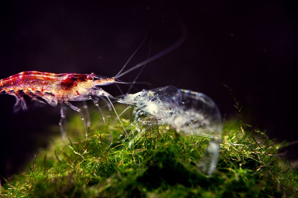 Free shrimp swimming underwater image, public domain nature CC0 photo.