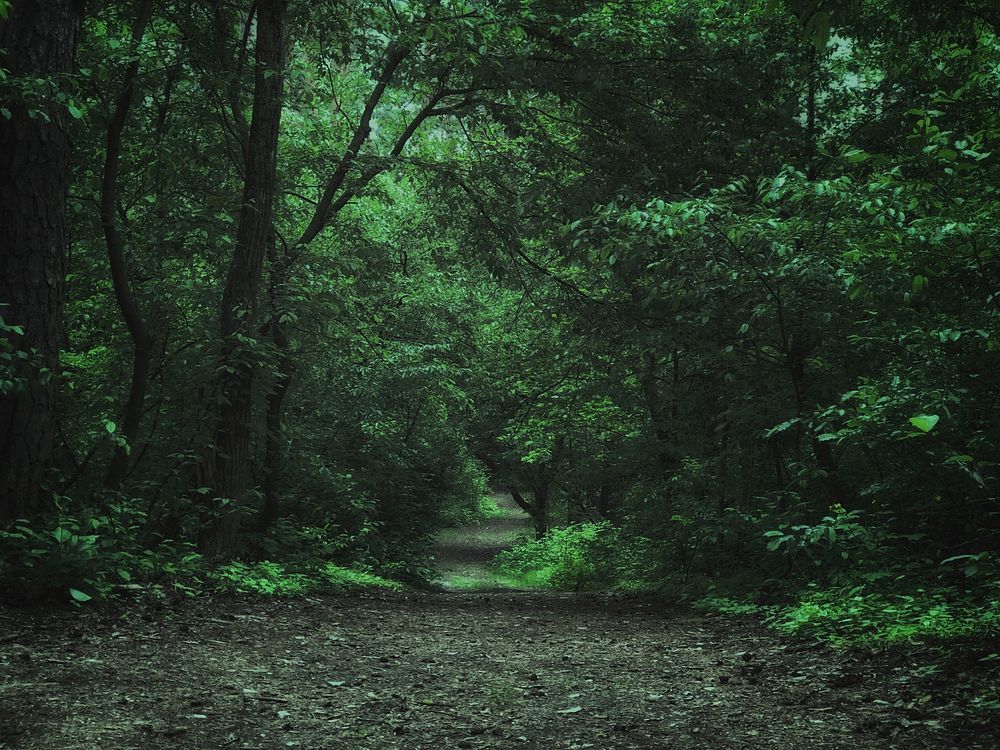 Nature scenery, forest,garden, green trees photo, free public domain CC0 image.