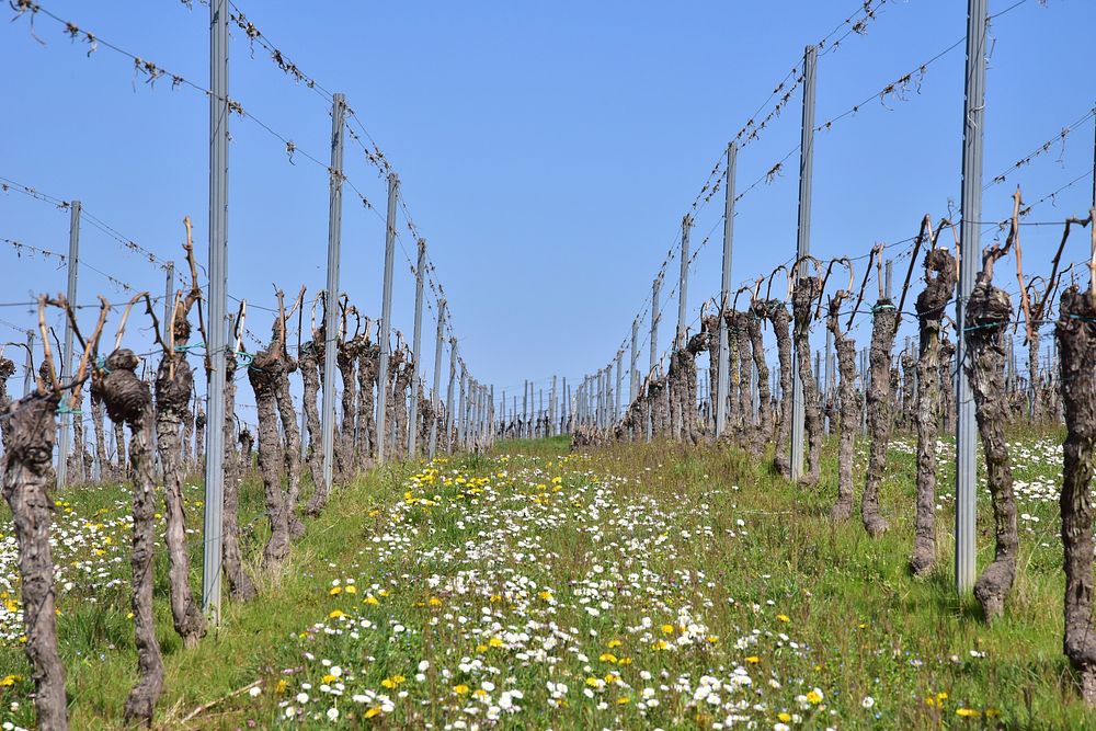 Free wire fence trail image, public domain yyy CC0 photo.