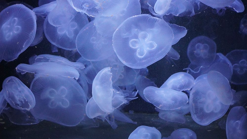 Jellyfish in aquarium, free public domain CC0 image.