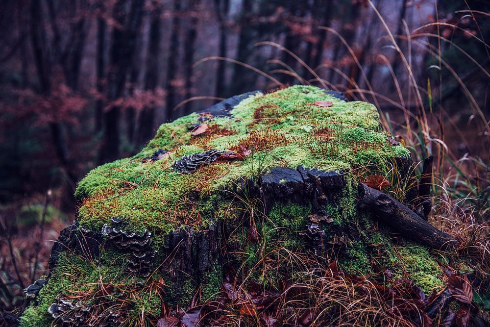 Free mushroom photo, public domain plant CC0 image.