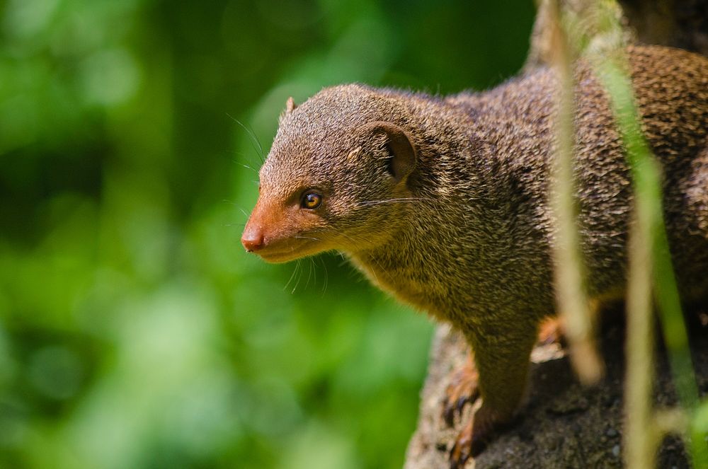 Free mongoose portrait in nature background photo, public domain animal CC0 image..