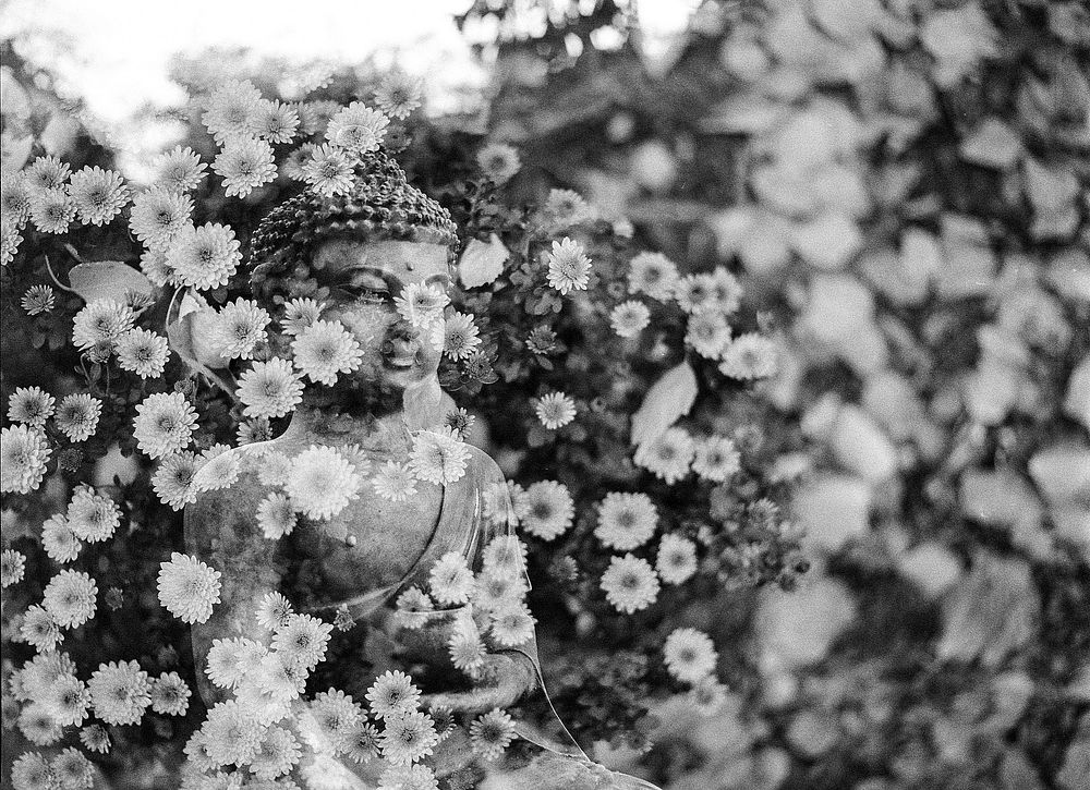 Free Buddha and flower image, public domain religion CC0 photo.