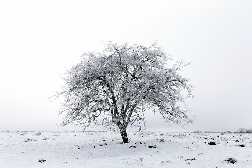 Free snow covered tree image, public domain nature CC0 photo.