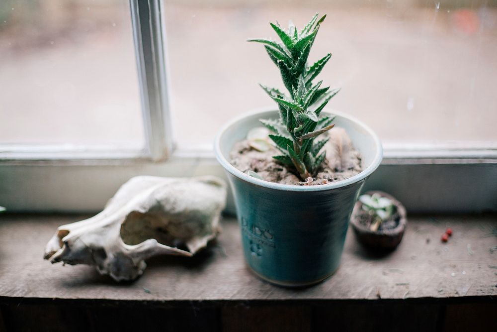 Free small cactus pot and animal skull next to window image, public domain plant CC0 photo.