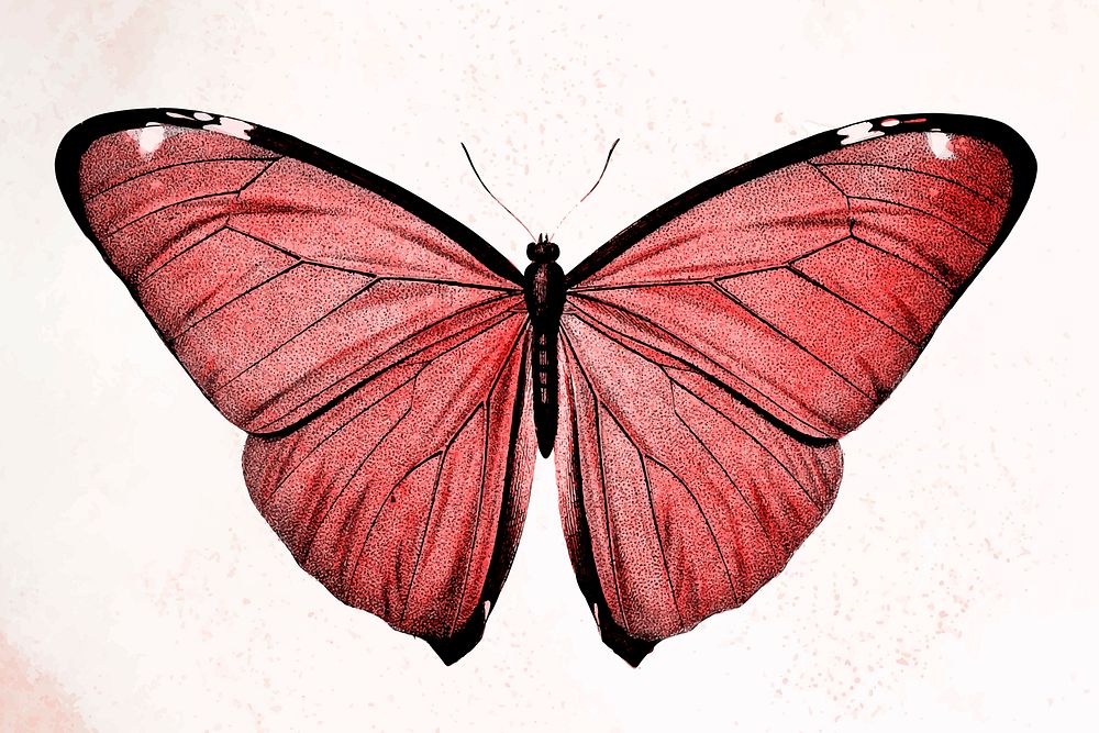 Butterfly red illustration vector, remixed from vintage public domain images