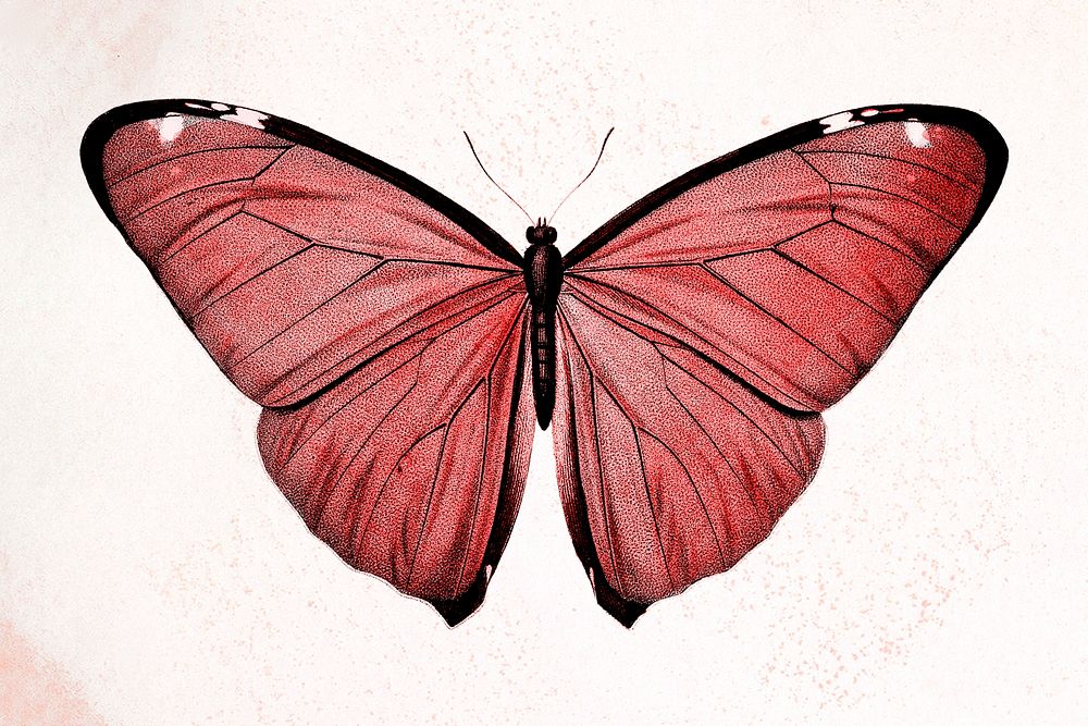 Butterfly red illustration psd, remixed from vintage public domain images