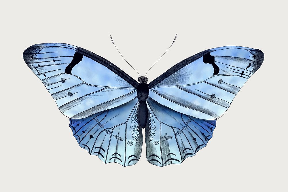 Blue butterfly illustration vector, remixed from vintage public domain images