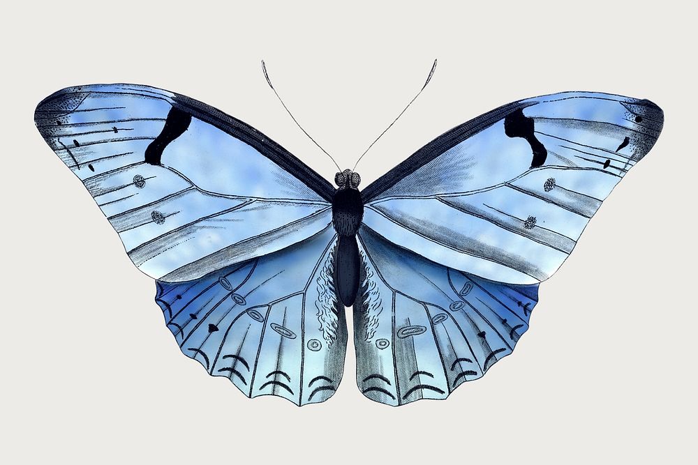 Butterfly, blue illustration psd, remixed from vintage public domain images