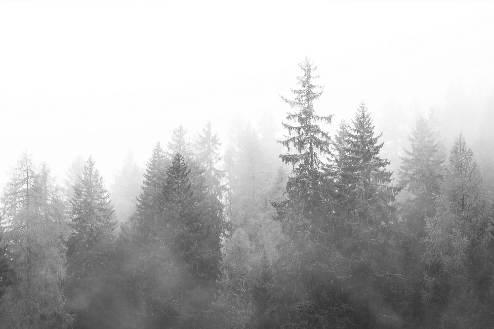 Misty forest in black and white