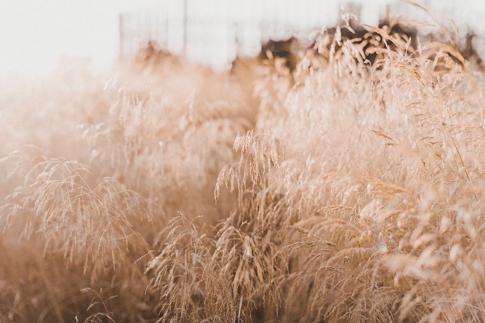 Nature background autumn season, warm tone filter