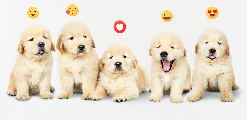 Five adorable golden retriever puppies