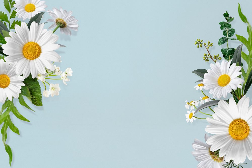 Daisy flowers frame background, botanical psd design