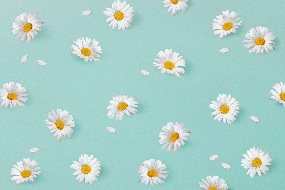 White daisies pattern background, botanical flower psd 