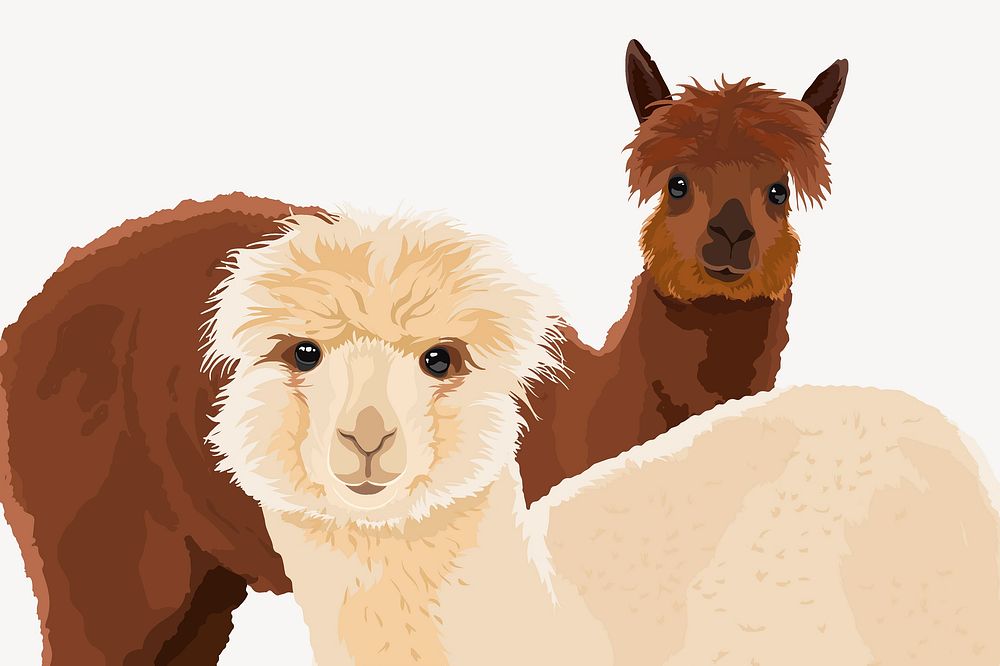 Alpacas, white and brown illustration clipart