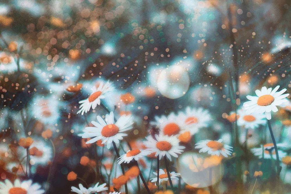 Aesthetic daisy flowers background, nature design vector