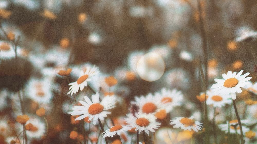 Daisy flowers hd wallpaper, nature design