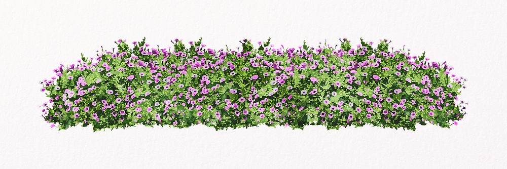 Flower bush isolated on white, morning glory, nature design