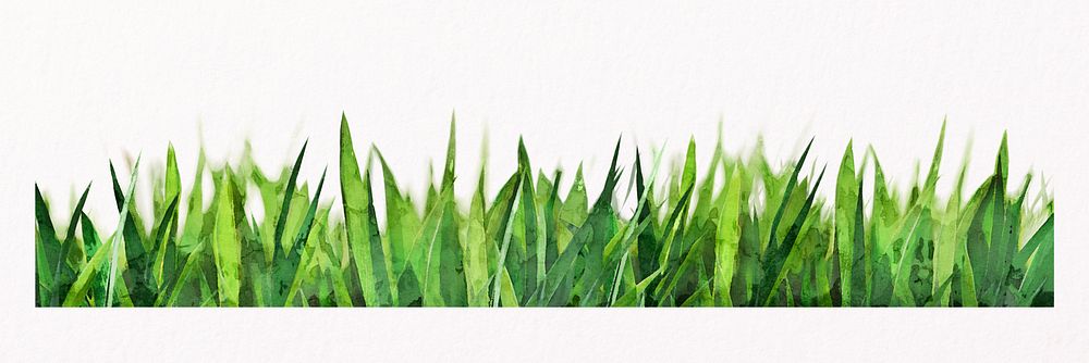 Green grass isolated on white, nature design