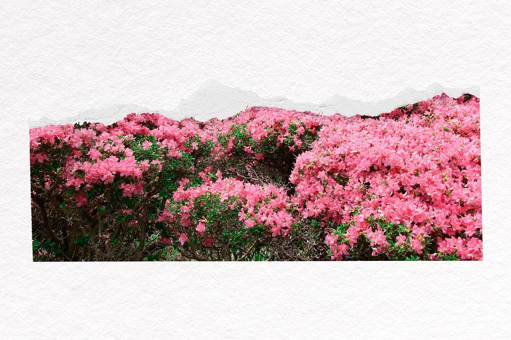 Pink flower border, Rhododendron, ripped paper psd