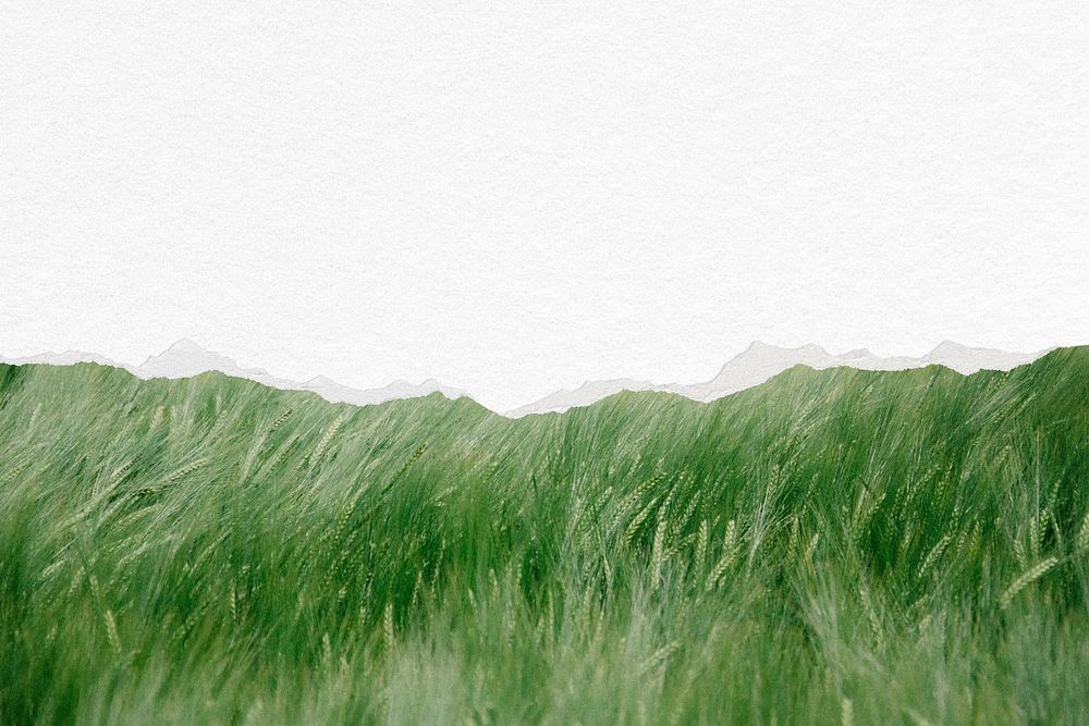 Green grass ripped paper, nature background