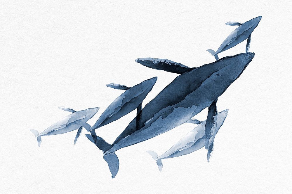 Watercolor whale illustration border, hand painted animal psd