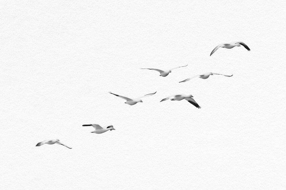 Flying birds border, migrating geese psd