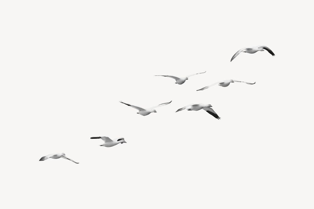 Flying birds border, migrating geese vector