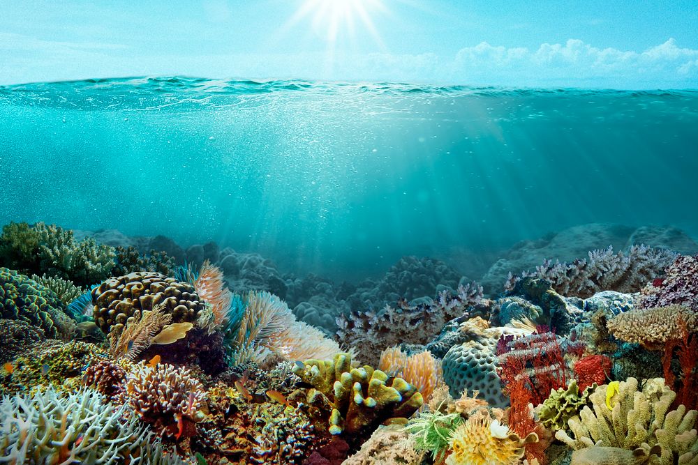 Underwater coral reef background, beautiful environment photo