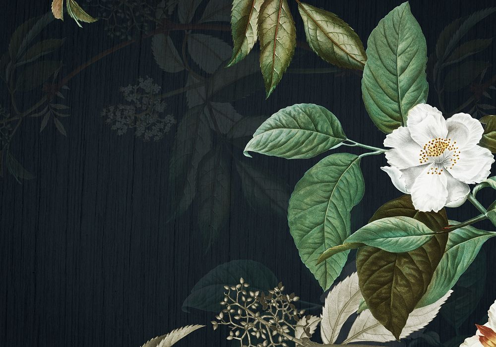 Black wall with musk rose illustration