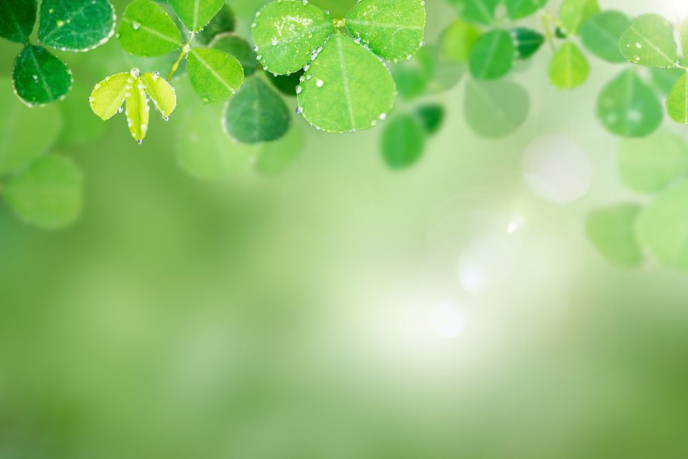 Green leaves with water drops background