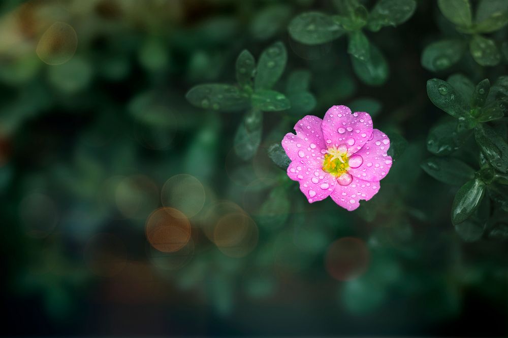 Raindrops on a pink flower macro shot